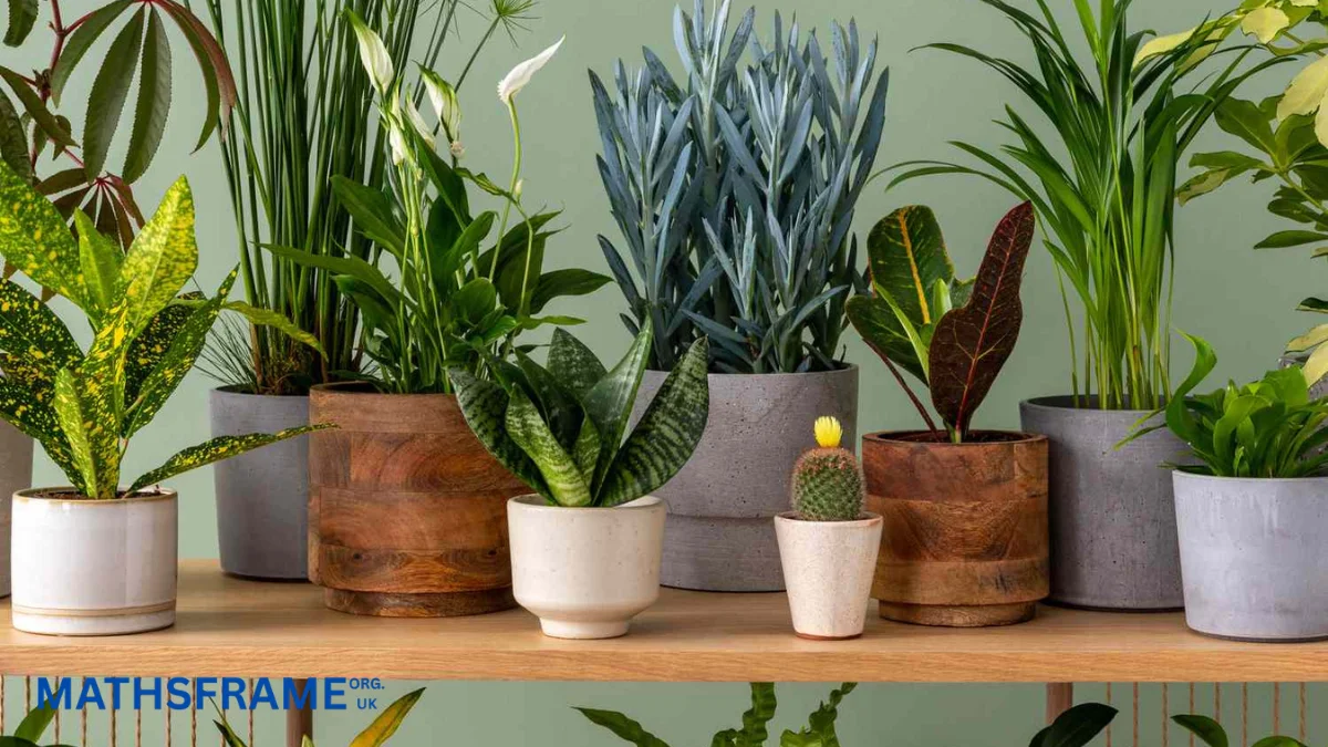 How to Keep Plants Alive