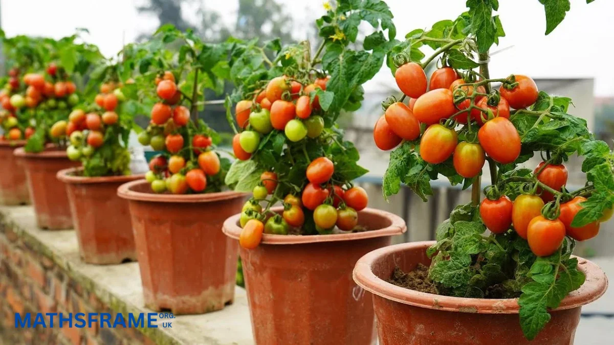 How to Grow Tomatoes in Pots